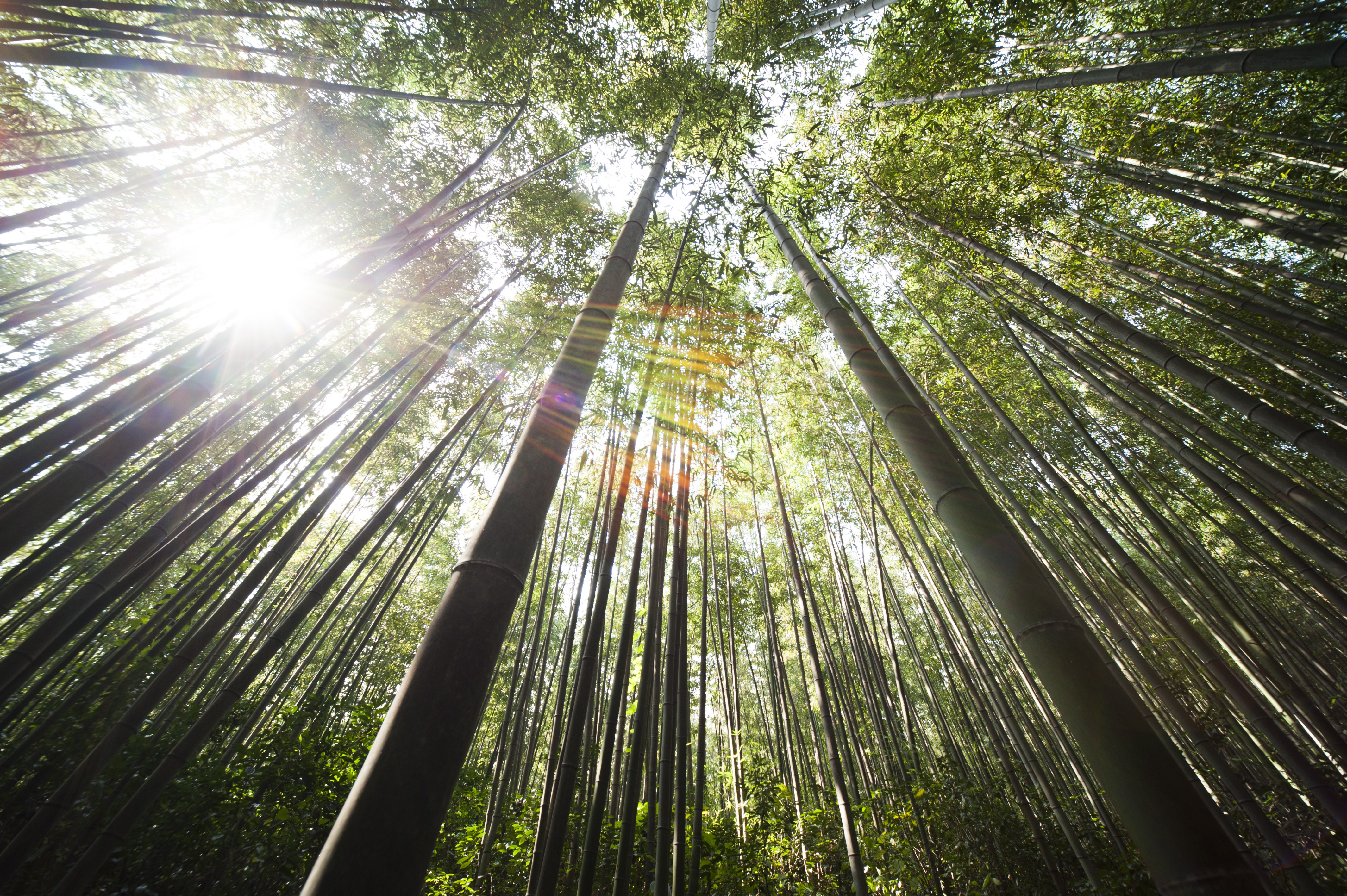 lever-de-soleil-forêt-de-bambou